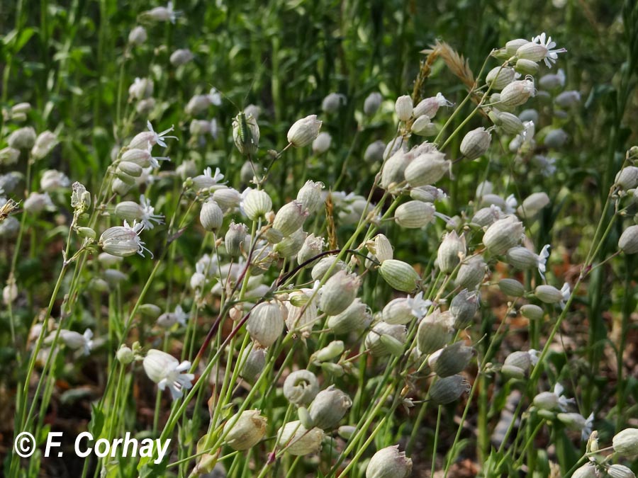 Silene vulgaris