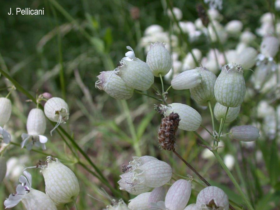 Silene vulgaris