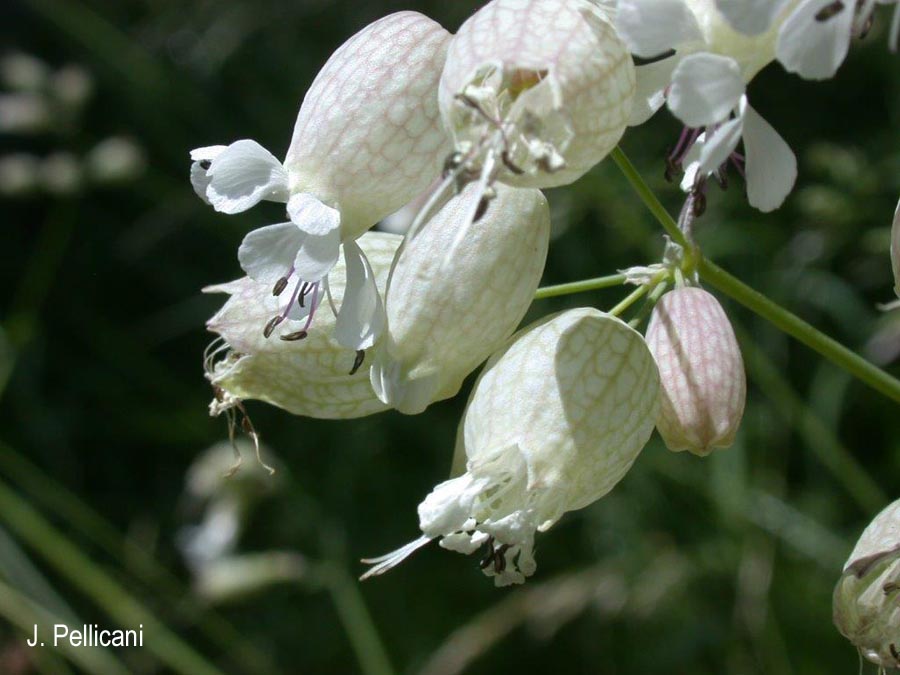 Silene vulgaris