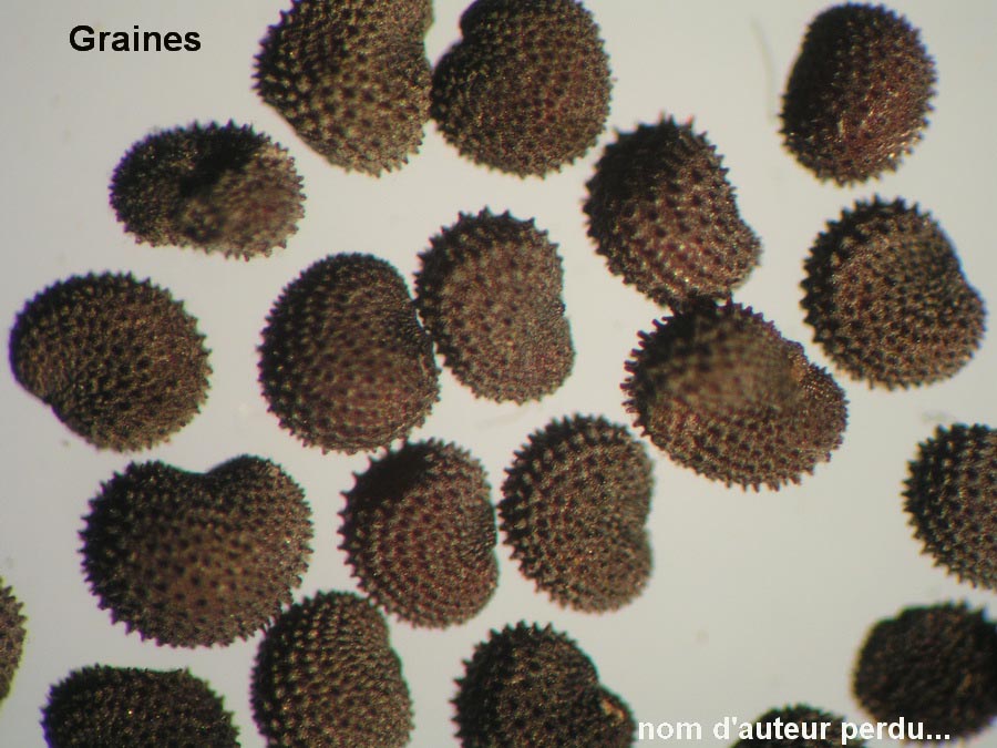 Silene nutans (silène penché)