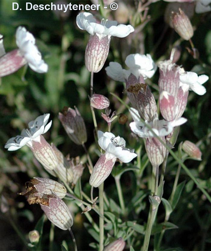 Silene uniflora (silène à une fleur)
