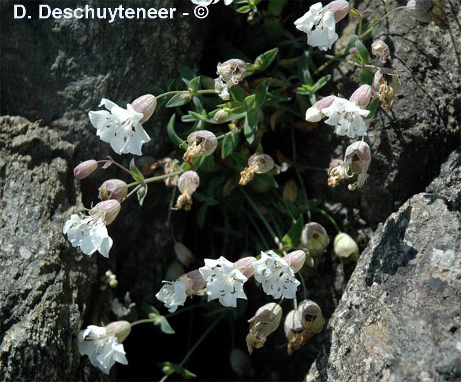 Silene uniflora (silène à une fleur)