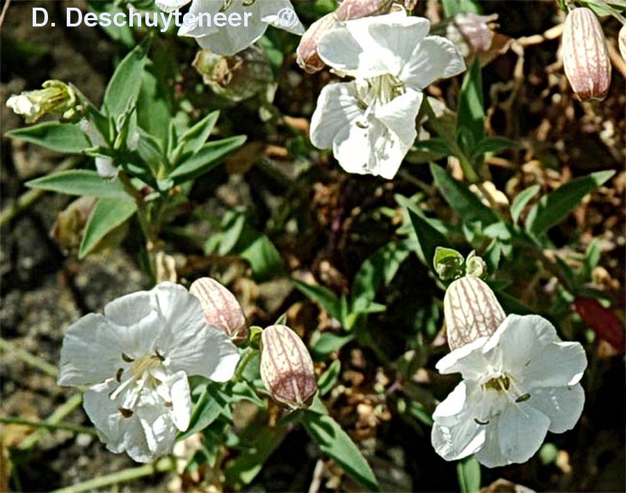 Silene uniflora (silène à une fleur)