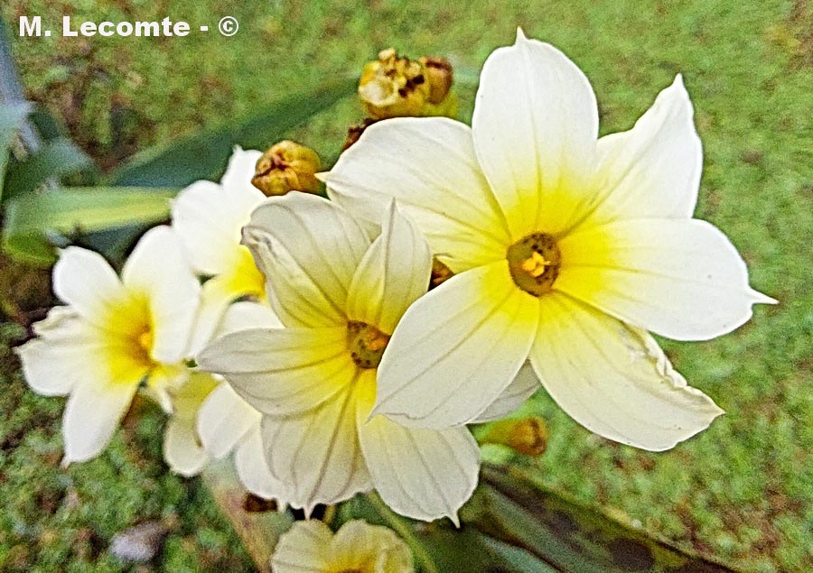 Sisyrinchium striatum (bermudienne fleur de satin)
