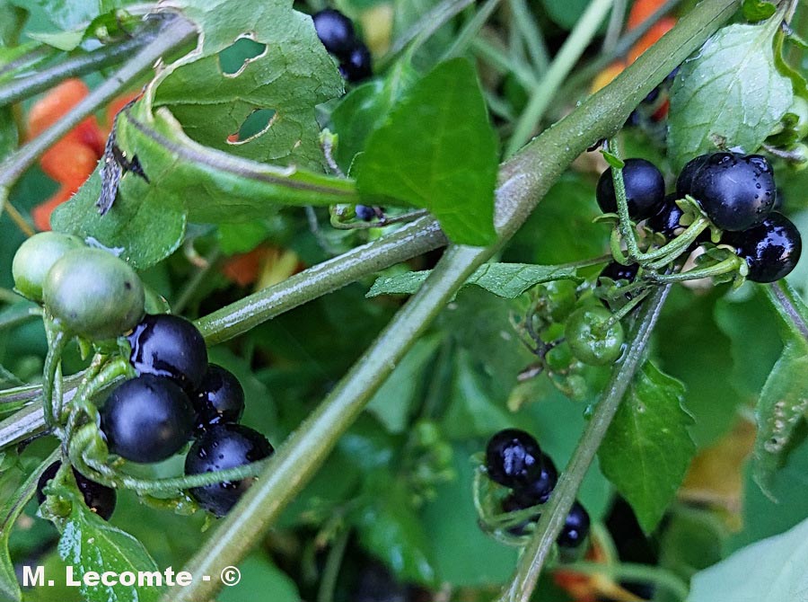Solanum nigrum (morelle noire)