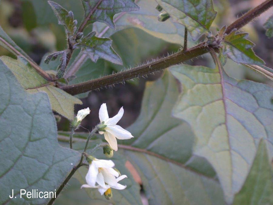 Solanum villosum