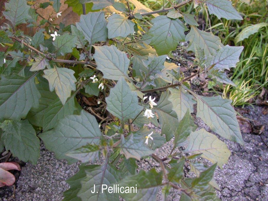 Solanum villosum