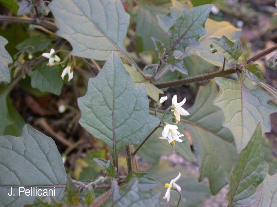 Solanum villosum