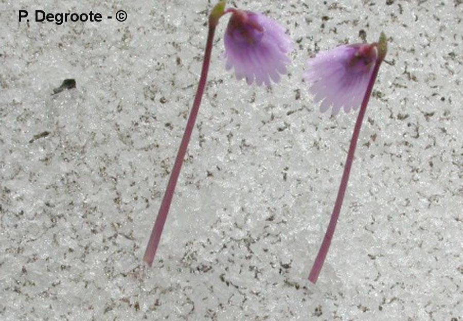 Soldanella pusilla (soldanelle)