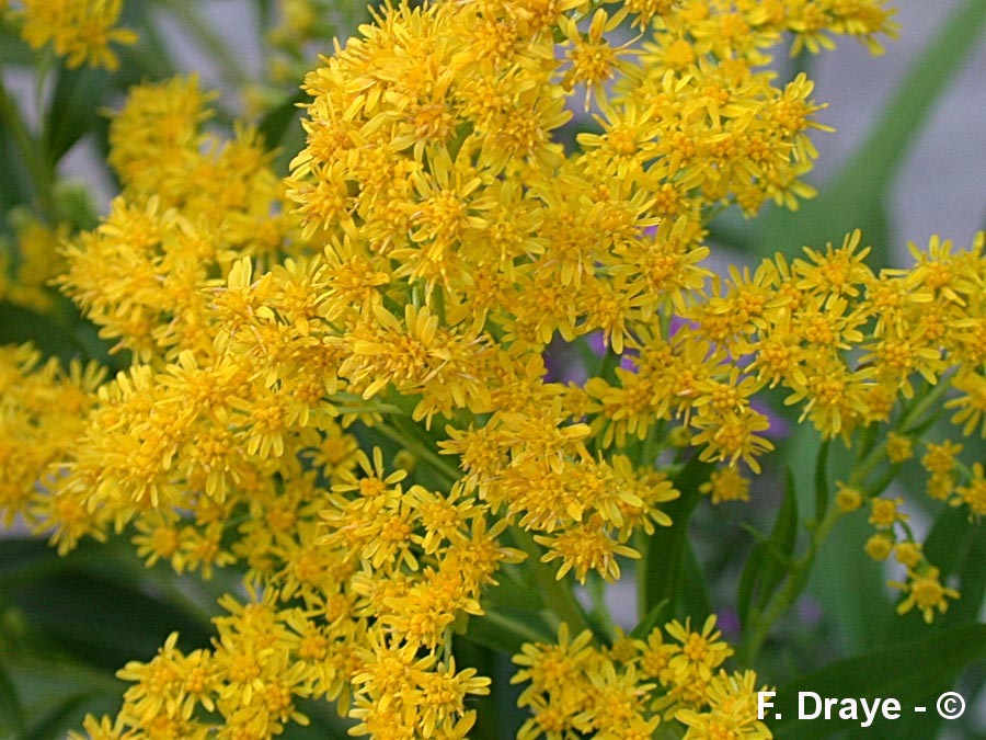 Solidago virgaurea (solidage verge-d'or)