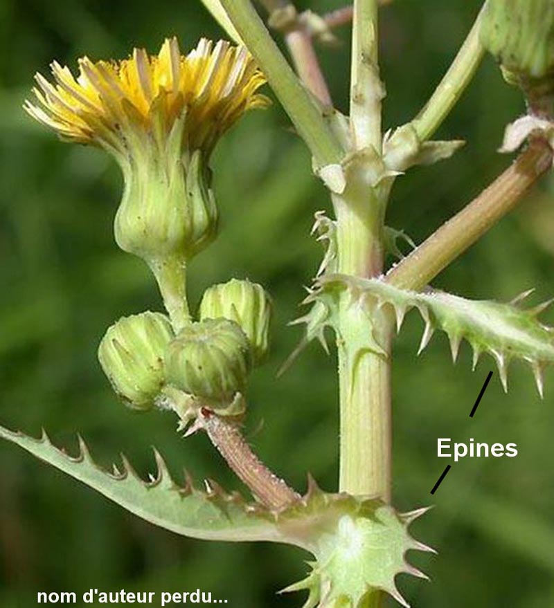 Sonchus asper (laiteron rude, épineux)
