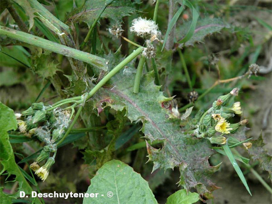 Sonchus asper (laiteron rude, épineux)