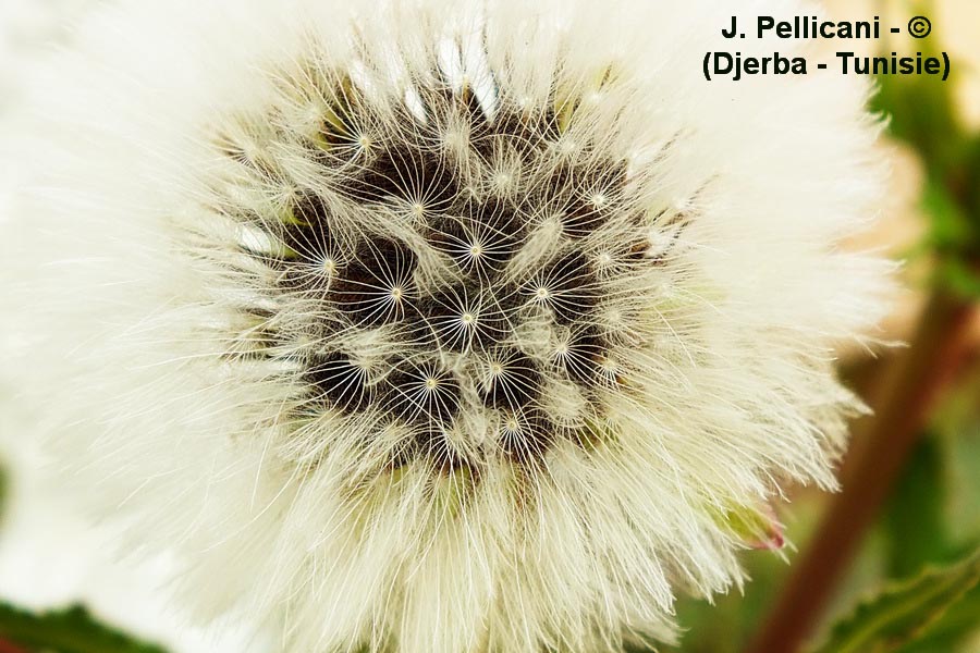 Sonchus oleraceus (laiteron maraîcher)