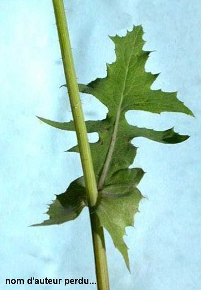 Sonchus oleraceus (laiteron maraîcher)