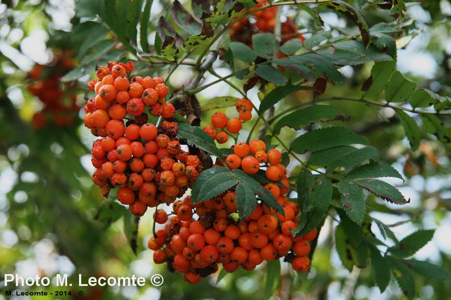 Sorbus aucuparia