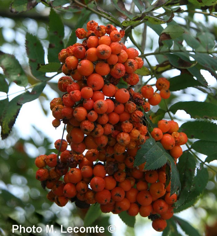 Sorbus aucuparia