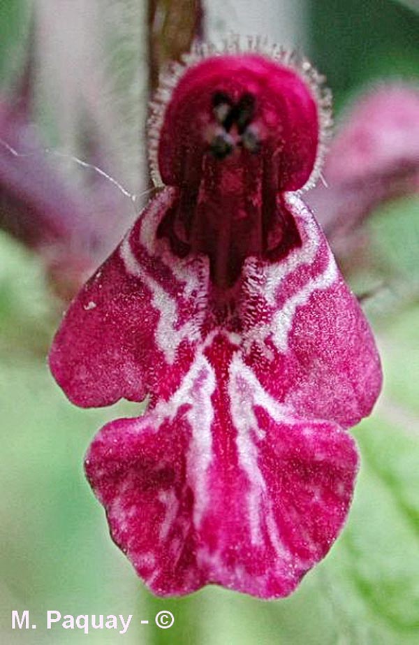 Stachys sylvatica (épiaire des bois)