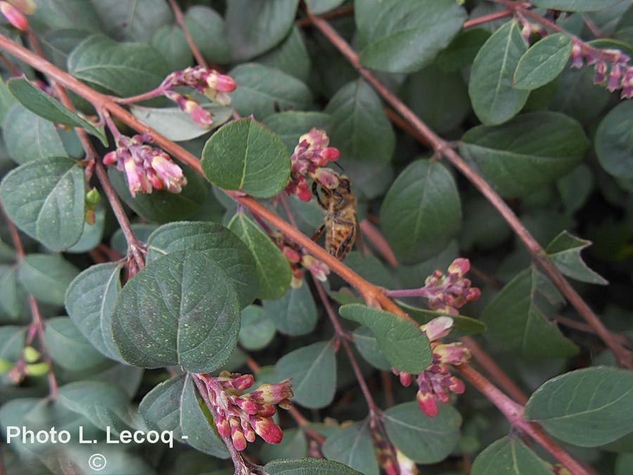 Symphoricarpos albus