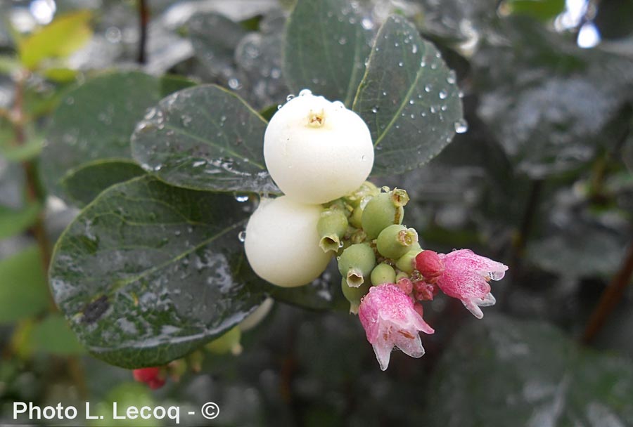 Symphoricarpos albus