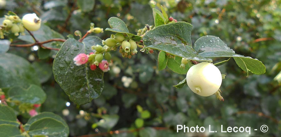 Symphoricarpos albus