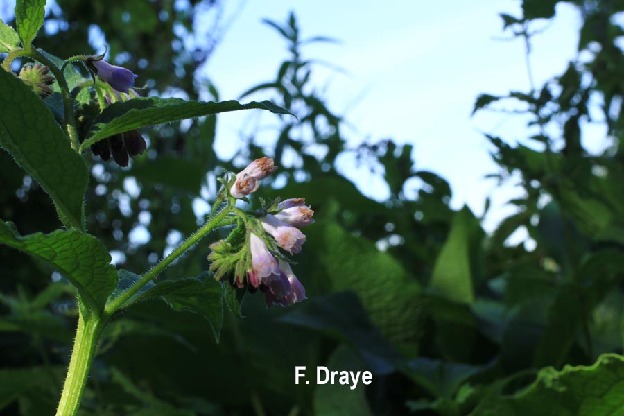 Symphytum officinale