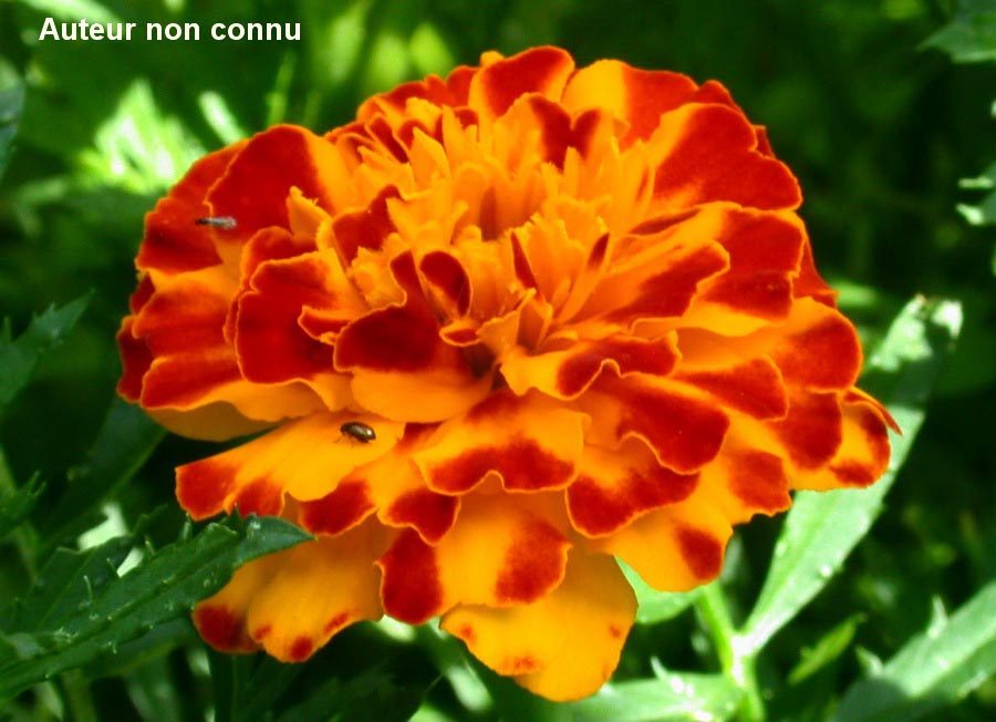 Tagetes patula (tagète rose-d'Inde)