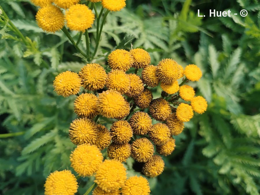 Tanacetum vulgare