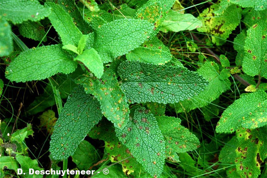 Teucrium scorodonia (germandrée scorodoine)