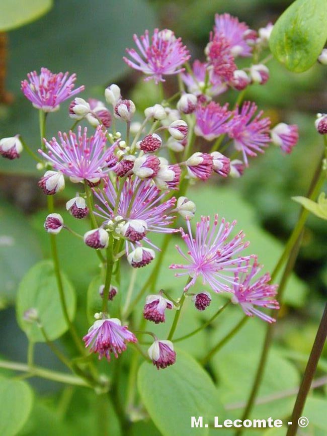 Thalictrum aquilegifolium