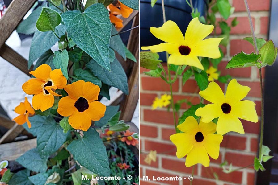 Thunbergia alata
