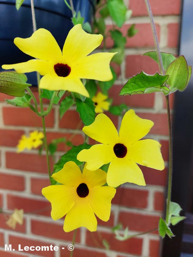 Thunbergia alata