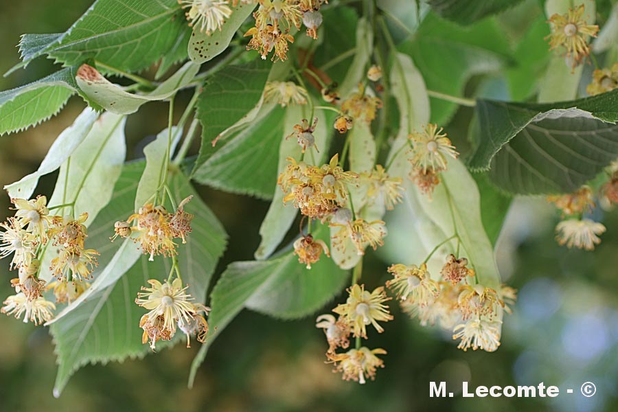 Tilia cordata