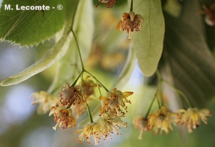 Tilia cordata