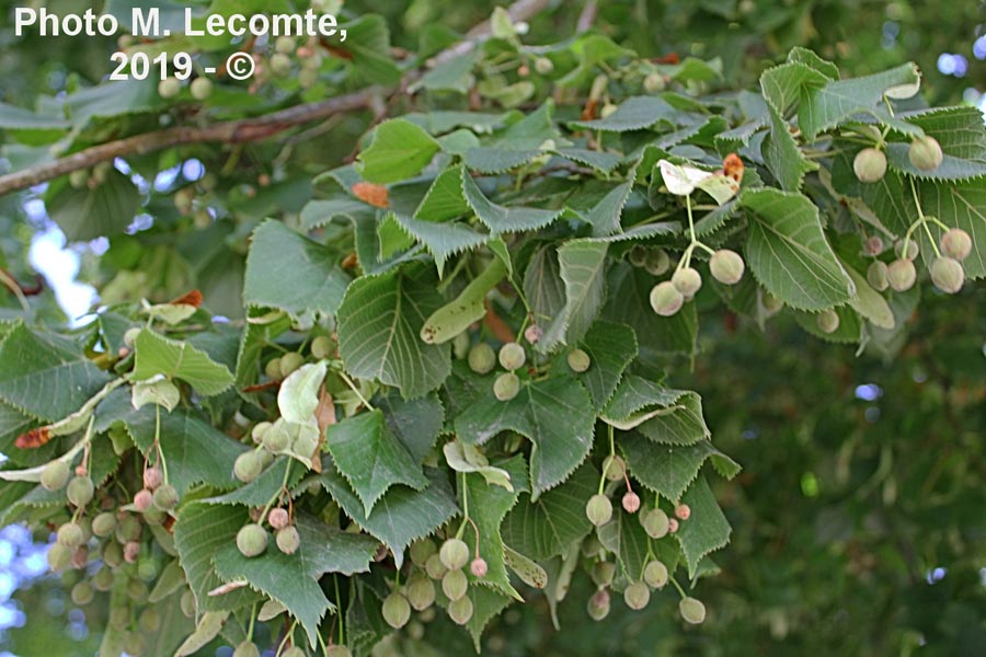 Tilia cordata (fruit)