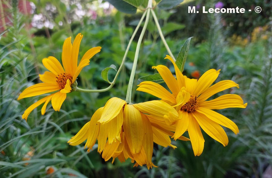 Tithonia sp.
