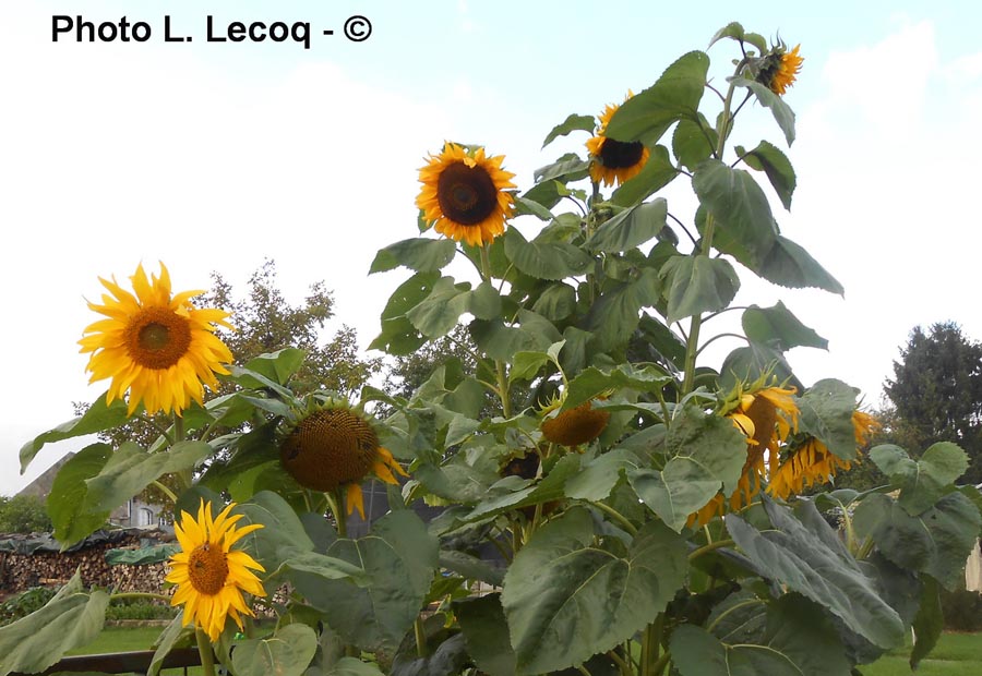 Helianthus annuus