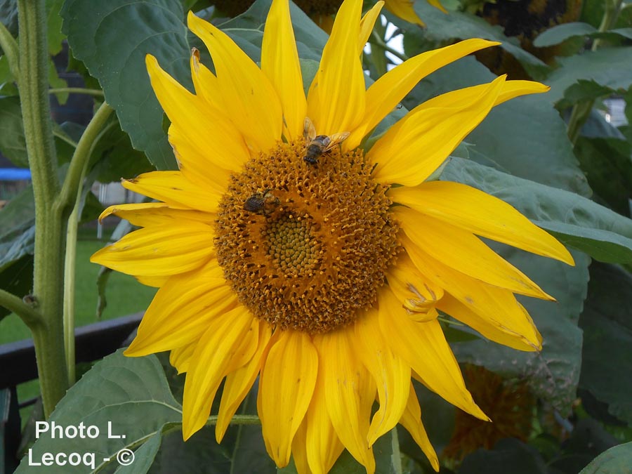 Helianthus annuus