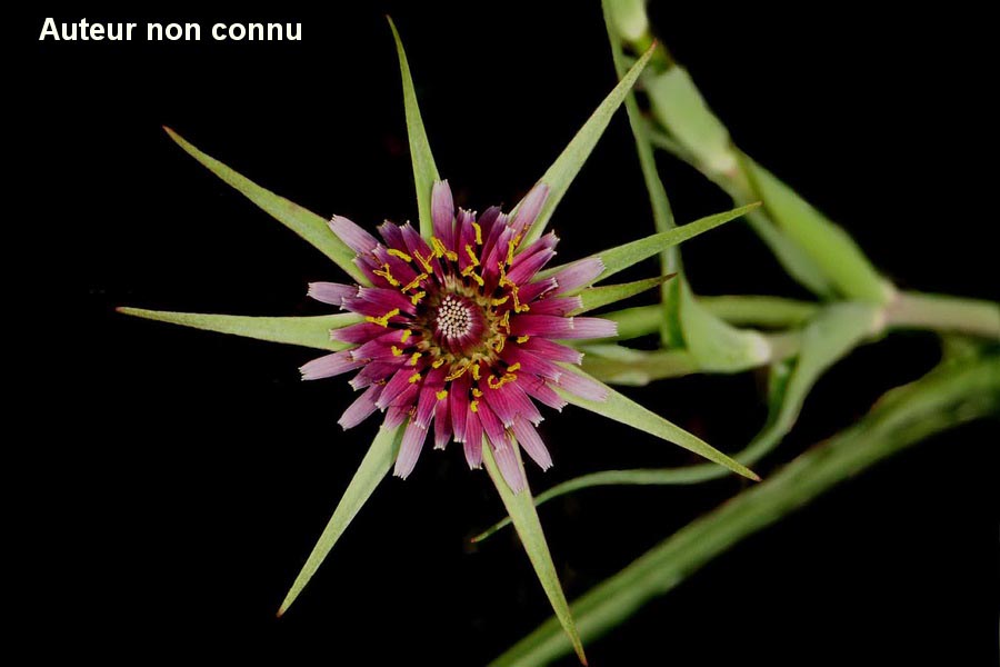 Tragopogon pratensis