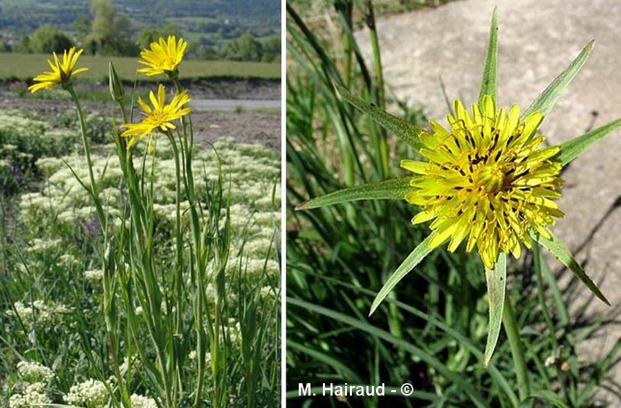 Tragopogon pratensis