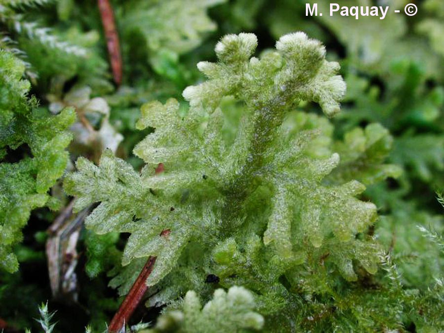 Trichocolea tomentella