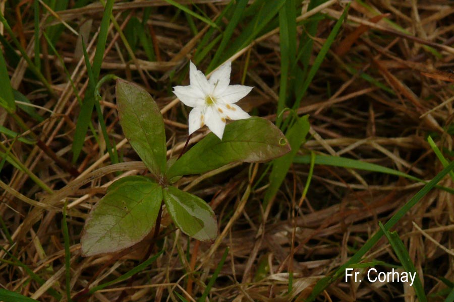 Trientalis europaea