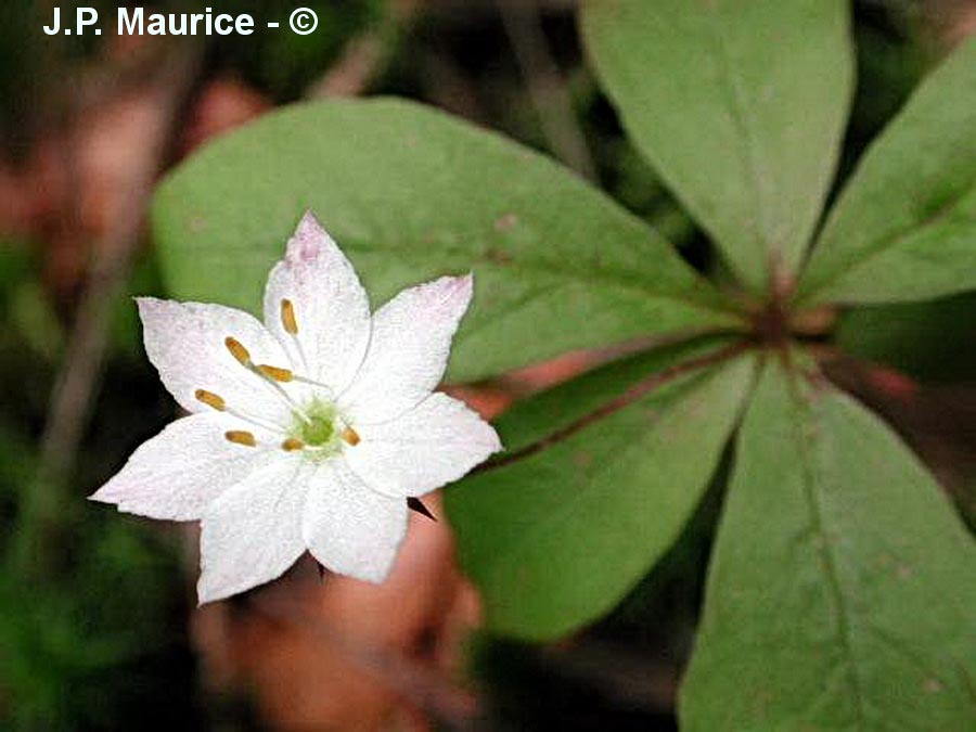 Trientalis europaea