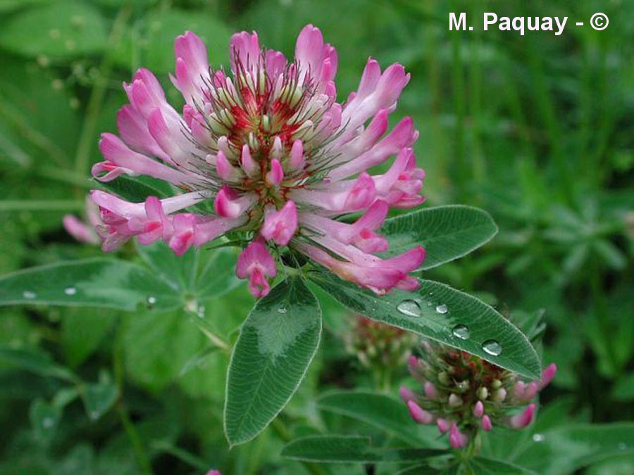 Trifolium medium (trèfle flexueux)
