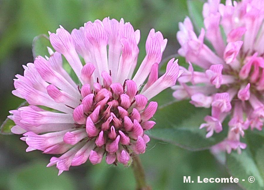 Trifolium pratense