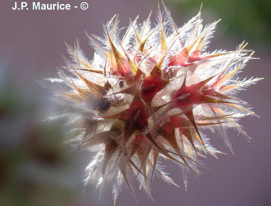 Trifolium stellatum (trèfle étoilé)