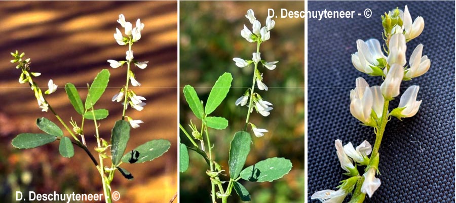 Trigonella alba (mélilot blanc)