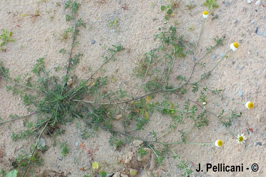 Tripleurospermun inodorum (Matricaria inodora)