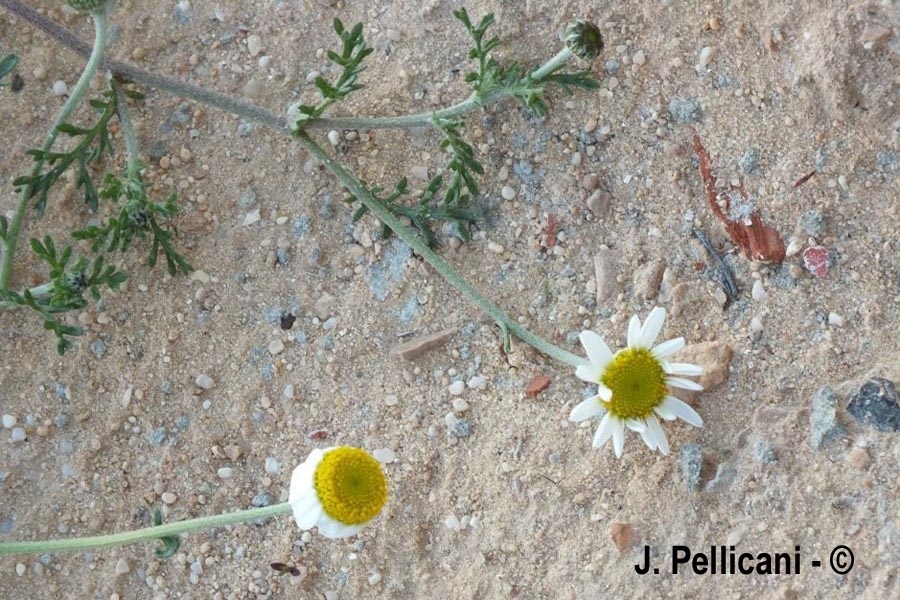 Tripleurospermun inodorum (Matricaria inodora)