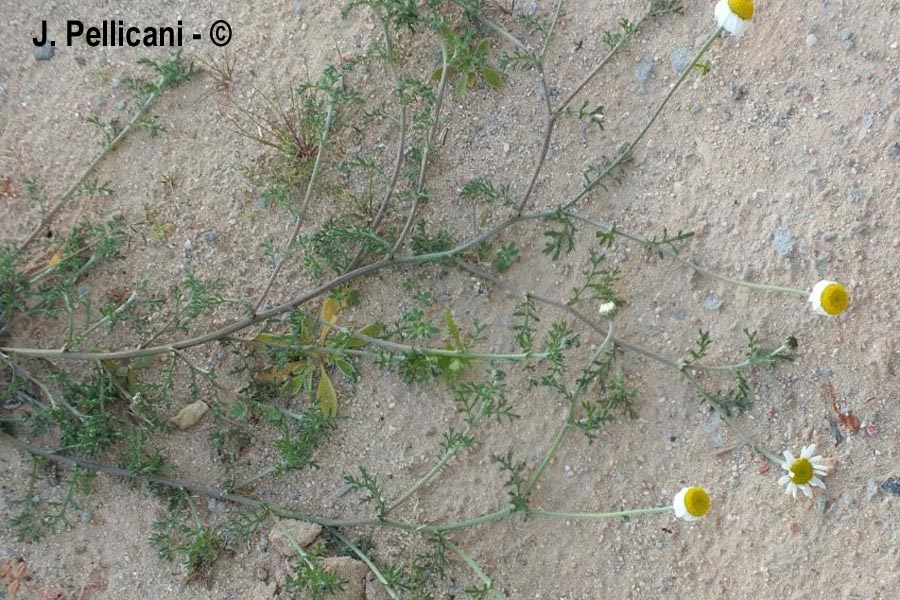 Tripleurospermun inodorum (Matricaria inodora)