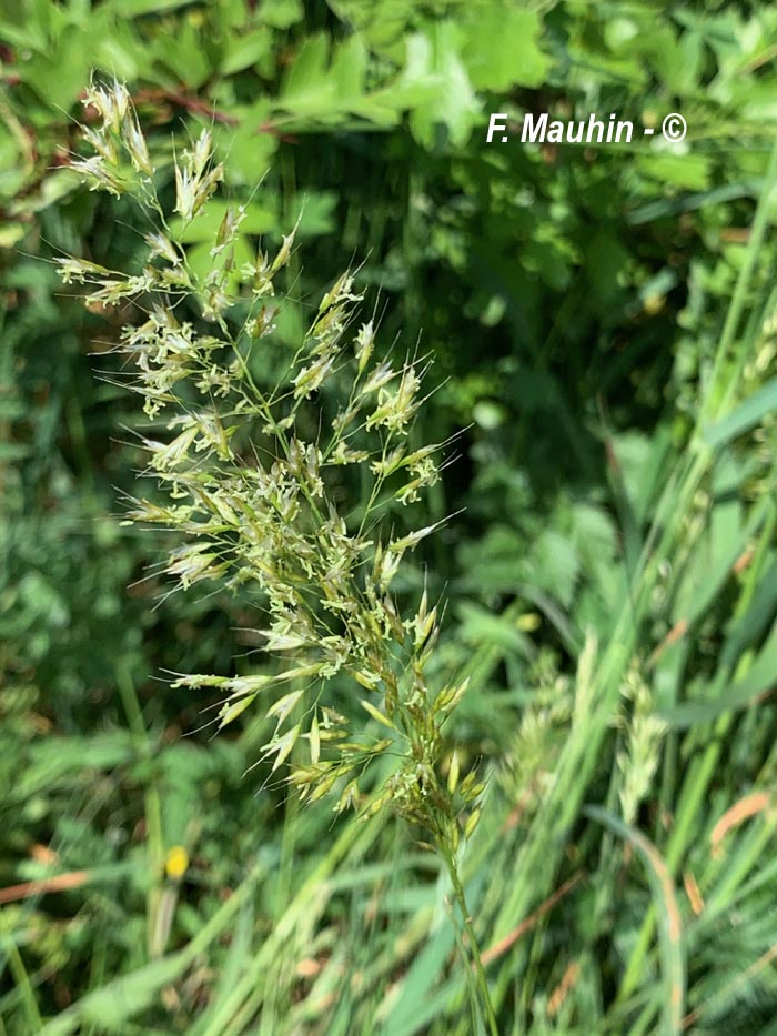 Trisetum flavescens